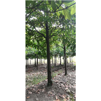 湖北广玉兰价格 