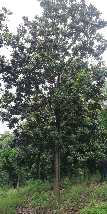 河北广玉兰价格 