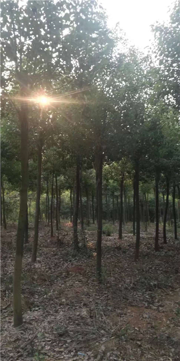 10公分香樟 