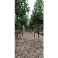 10公分香樟树 