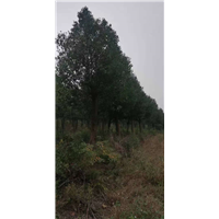 贵州30公分香樟 