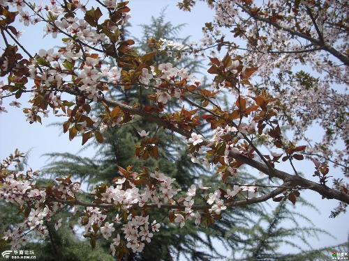 红叶李批发基地 