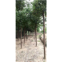香樟批发香樟价格香樟销售 