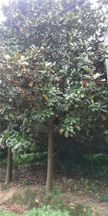 十堰广玉兰批发 