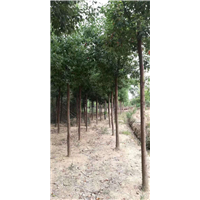 8公分骨架香樟 