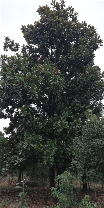 上海广玉兰基地 