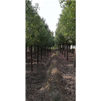 江苏25公分骨架香樟基地 