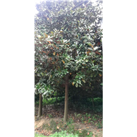 辽宁广玉兰基地 