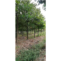 咸宁广玉兰基地 