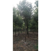 江苏骨架香樟哪里有卖 