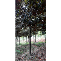 吉林广玉兰基地 