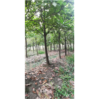 江苏广玉兰基地 