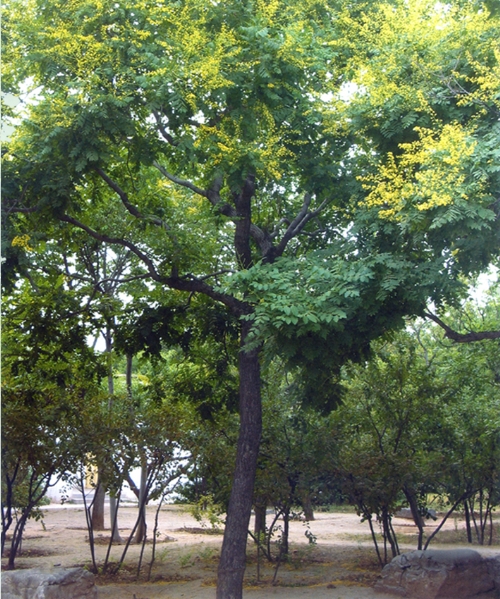栾树