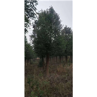 湖北20公分香樟 