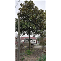 河北广玉兰出售 
