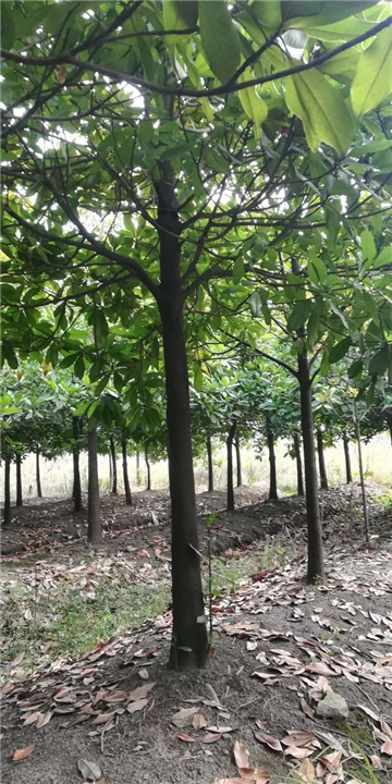 湖北广玉兰价格 