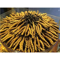 襄阳高价回收冬虫夏草 