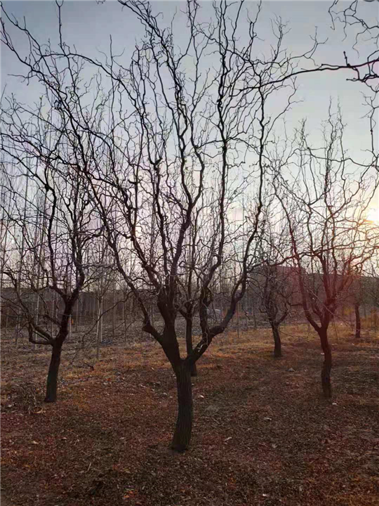 沧州龙须枣树 