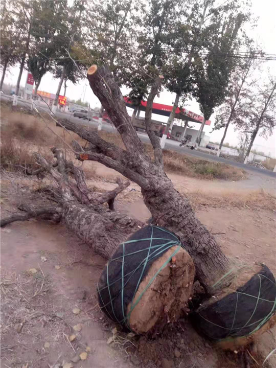 河北沧州古枣树 