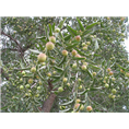 沧州枣树苗 