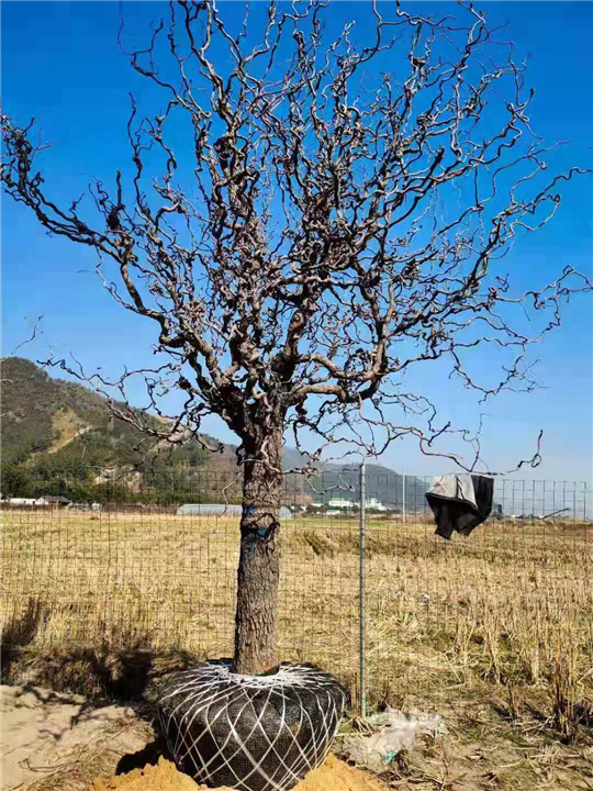 河北沧州盘龙枣树 