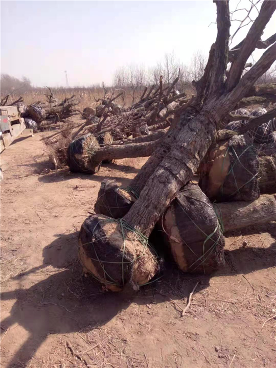 沧州古枣树基地 
