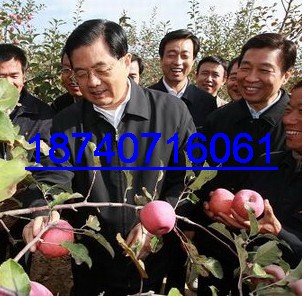 富县苹果代办--富县苹果代收 延安地区联系人陈育发18740716061 