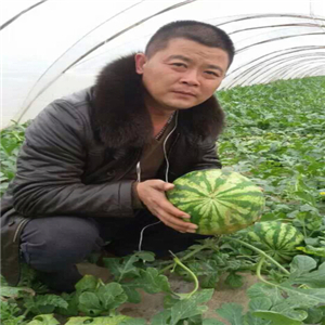富县富硒苹果价格-富县苹果代办2 