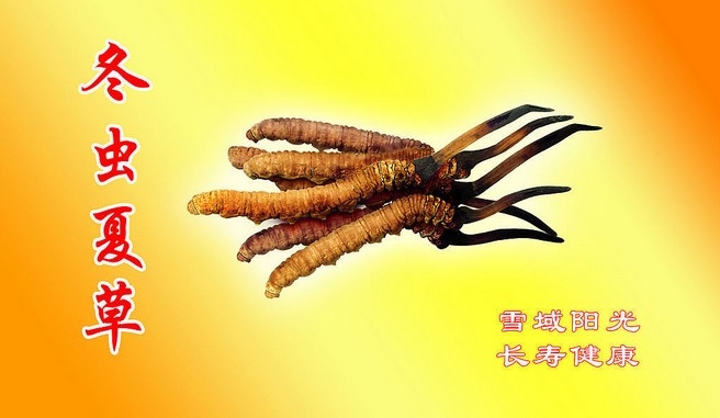 沈阳冬虫夏草专业回收|沈阳回收冬虫夏草|沈阳**高价回收 
