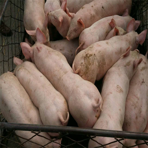 三元仔猪价格