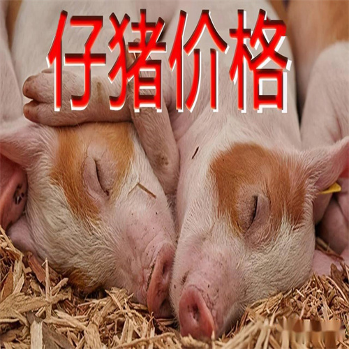 石家庄仔猪养殖场