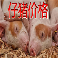 石家庄仔猪养殖场