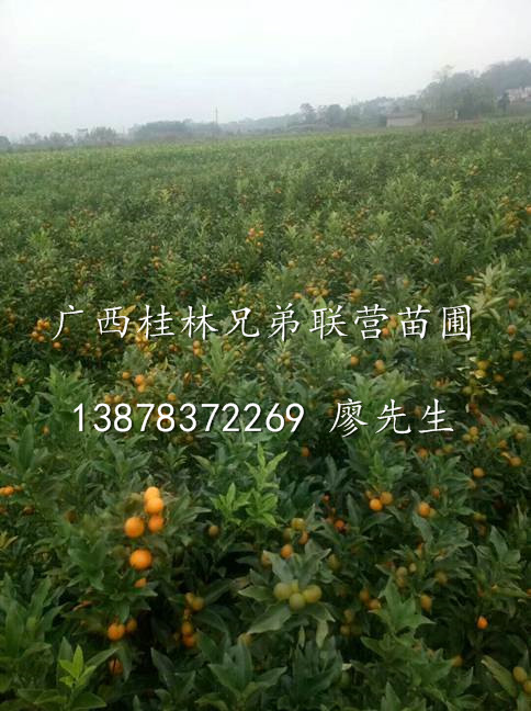 欢迎订购金桔苗、广西桂林金桔苗、广西阳朔金桔苗批发 