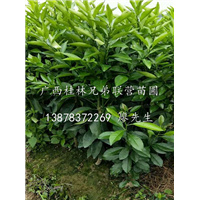 哪里有正宗纽荷尔脐橙苗卖？广西纽荷尔脐橙苗/纽荷尔脐橙苗供应 