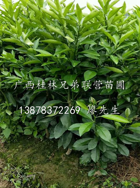 哪里有正宗纽荷尔脐橙苗卖？广西纽荷尔脐橙苗/纽荷尔脐橙苗供应 