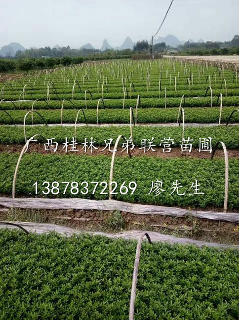 水果嫁接粘木-枳壳苗(枸橘苗)出售-广西枳壳苗批发供应基地 