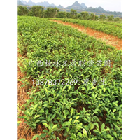 桂林香橙苗-香橙粘木出售-广西桂林香橙苗出售 