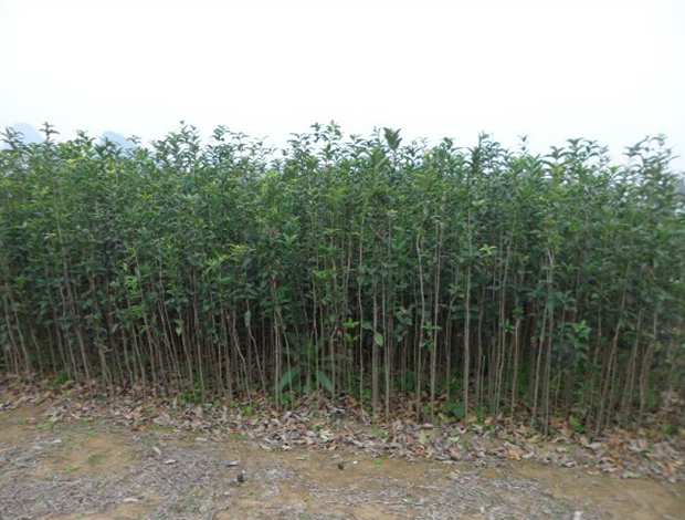 广西桂花苗价格，桂林桂花苗，大量供应优质桂花苗 