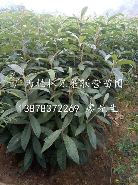 出售没嫁接的枇杷苗，长期供应广西枇杷苗，广西优质枇杷苗出售 