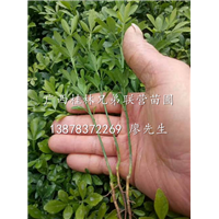 广西枳壳苗、桂林枳壳苗出售、广西桂林砧木用的枳壳苗 