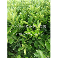 批发供应纽荷尔脐橙苗/广西桂林纽荷尔脐橙苗供应商 