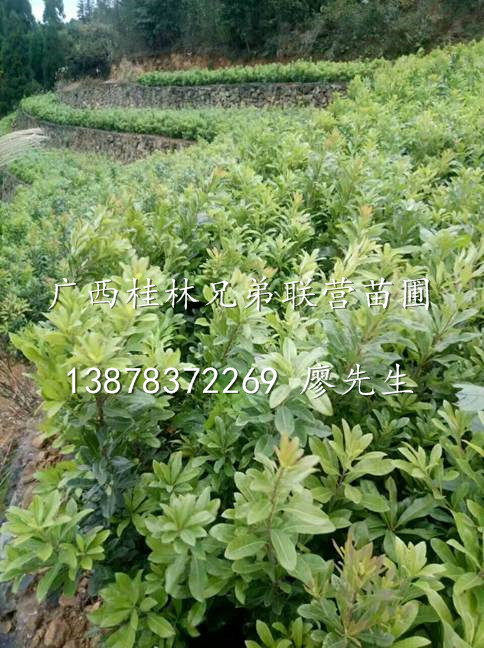 哪里有卖杨梅嫁接苗—广西杨梅苗—桂林阳朔杨梅嫁接苗 