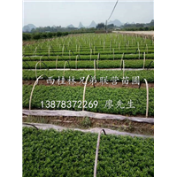 水果嫁接粘木-枳壳苗(枸橘苗)出售-广西枳壳苗批发供应基地 