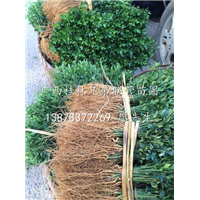 桂林出售优质枳壳小苗，广西枳壳小苗基地，广西枳壳小苗供应 
