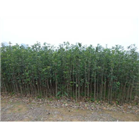 广西桂花苗价格，桂林桂花苗，大量供应优质桂花苗 