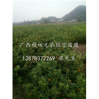 广西金桔苗大量供应，广西金桔苗出售，广西带果金桔苗批发 