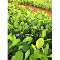 香橙苗|广西香橙苗|广西桂林香橙小苗|广西桂林香橙种苗 