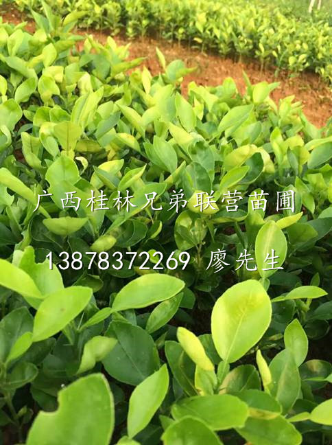 香橙苗|广西香橙苗|广西桂林香橙小苗|广西桂林香橙种苗 