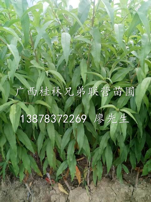 桃子苗/桂林桃苗出售/广西桃子嫁接苗/广西桃苗批发 