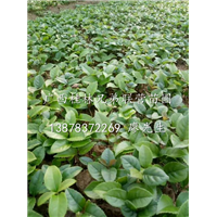 广西桂花小苗—广西桂花芽苗—广西桂林桂花苗基地 